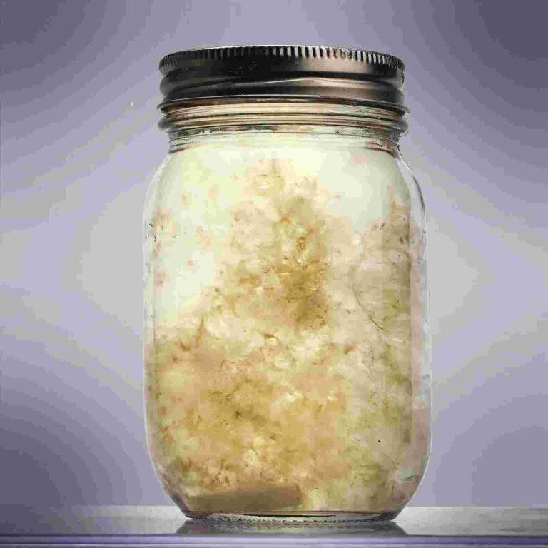 mushroom liquid culture