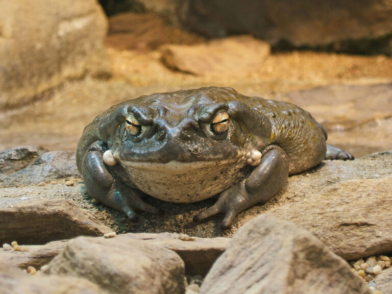 Bufo Alvarius (Sonoran Dessert toad)