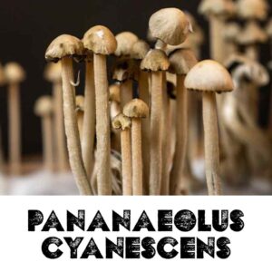 Panaeolus Cyanescens Spores
