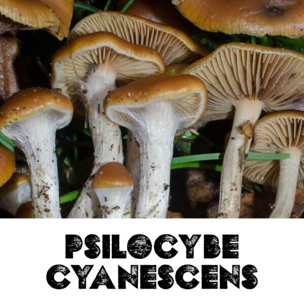 Psilocybe Cyanescens Spores (Wavy Cap Spores)