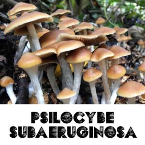Psilocybe Subaeruginosa Spores