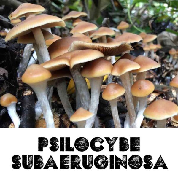 Psilocybe Subaeruginosa Spores