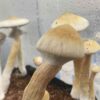 Albino A+ mushrooms