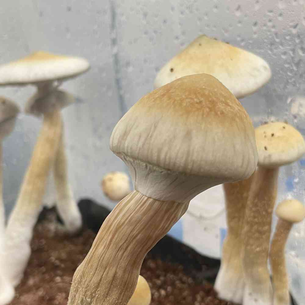 Albino A+ mushrooms