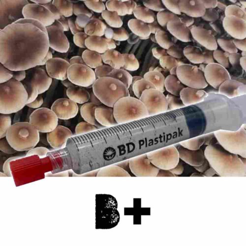 B+ Spores