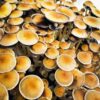 Cambodian Spores