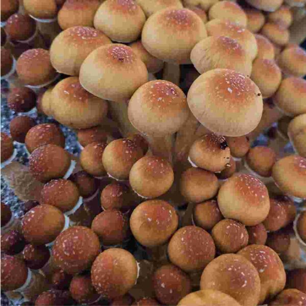 Ecuador-mushrooms.jpg Ecuador Spores