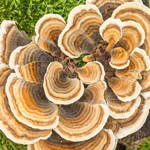 Turkey Tail Liquid Culture