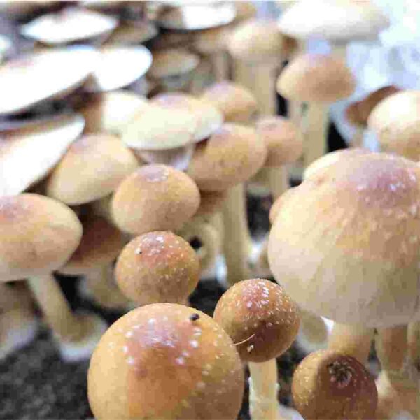 Z-Strain-mushrooms.jpg Z-Strain Spores