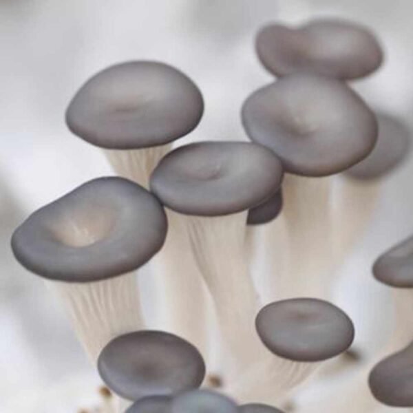 blue-oyster-mushrooms.jpg Blue Oyster Liquid Culture