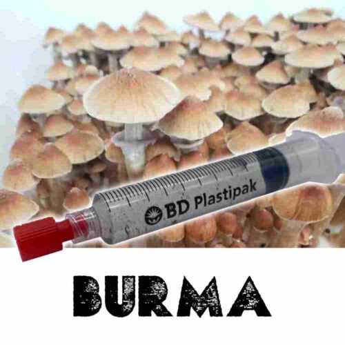 Burma Spores