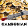Cambodian Spores