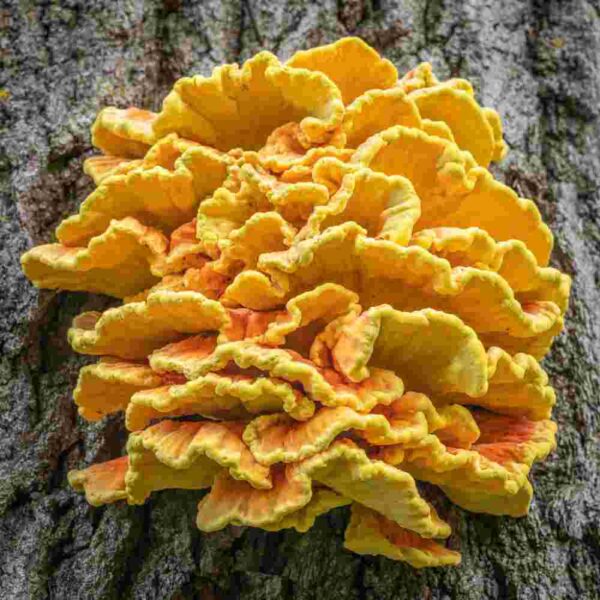 Chicken Of The Woods Liquid Culture