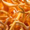 Cordyceps Liquid Culture