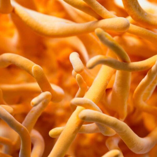 Cordyceps Liquid Culture