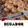 ecuador-mushroom-spore-syringe.jpg Ecuador Spores