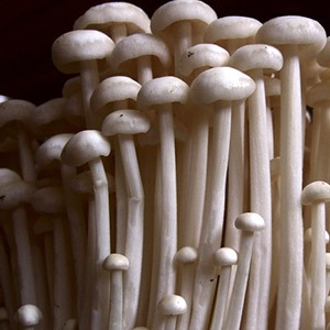 Enoki Liquid Culture