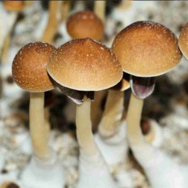 fiji-mushrooms.jpg Fiji Spores