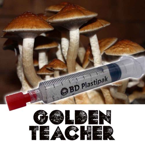 Golden Teacher Spores