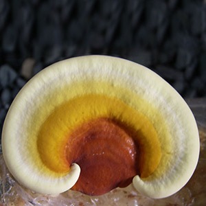 Golden Reishi Liquid Culture