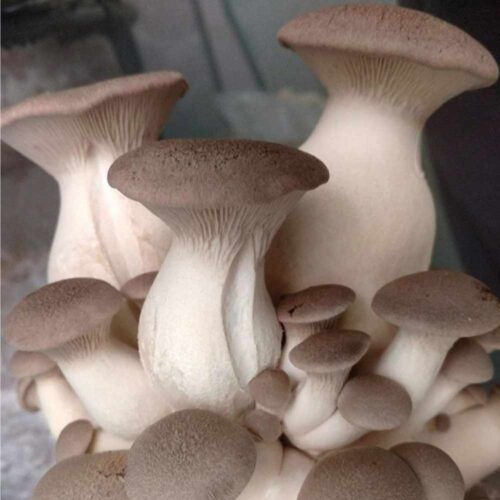 King Oyster Liquid Culture