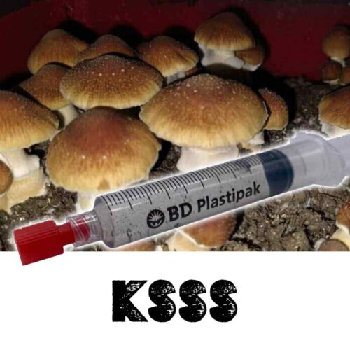 Koh Samui Super Strain Spores