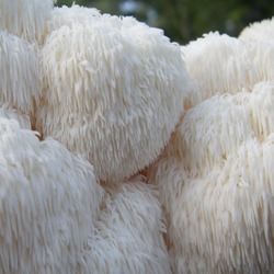 Lion's Mane Liquid Culture