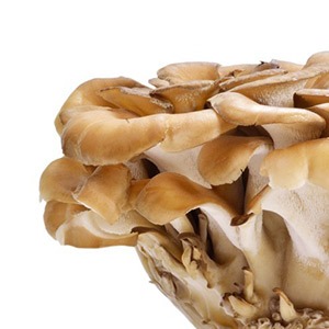 Maitake Liquid Culture