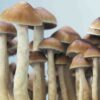 mckennaii-mushrooms.jpg Mckennaii Spores