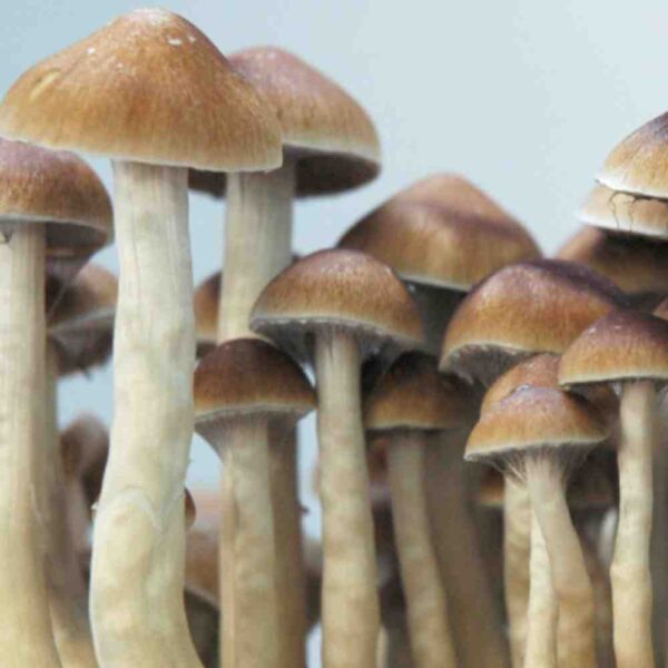 mckennaii-mushrooms.jpg Mckennaii Spores