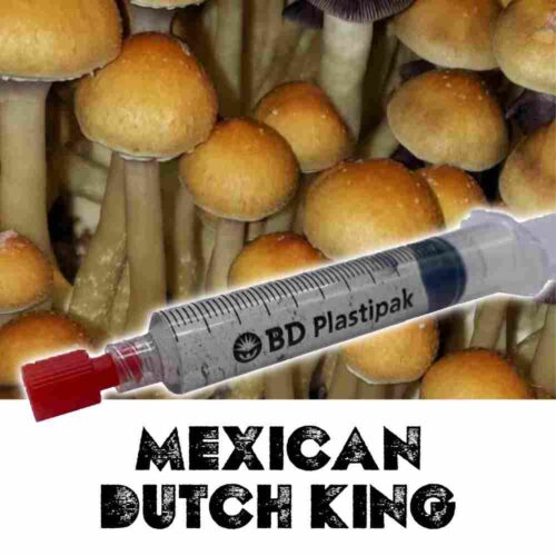 Mexican Dutch King Spores
