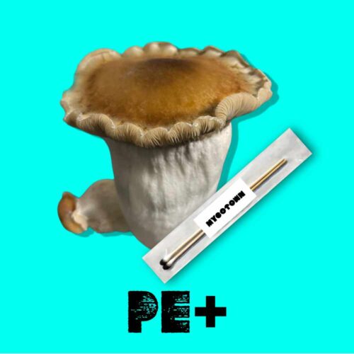 PE+ Spore Swab