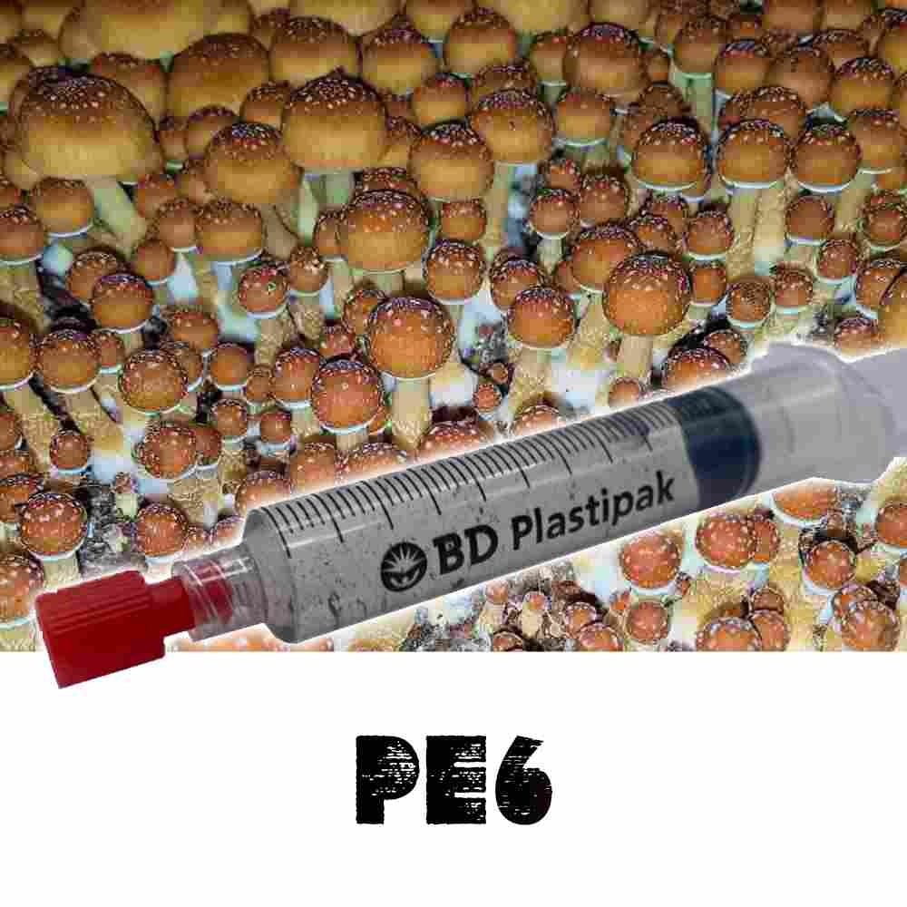 PE6 Spore Syringe