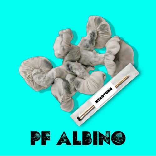 PF Albino Spore Swab