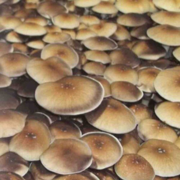 pink-buffalo-mushrooms.jpg Pink Buffalo Spores