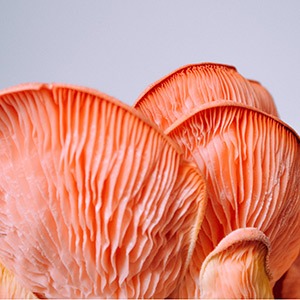 Pink Oyster Liquid Culture