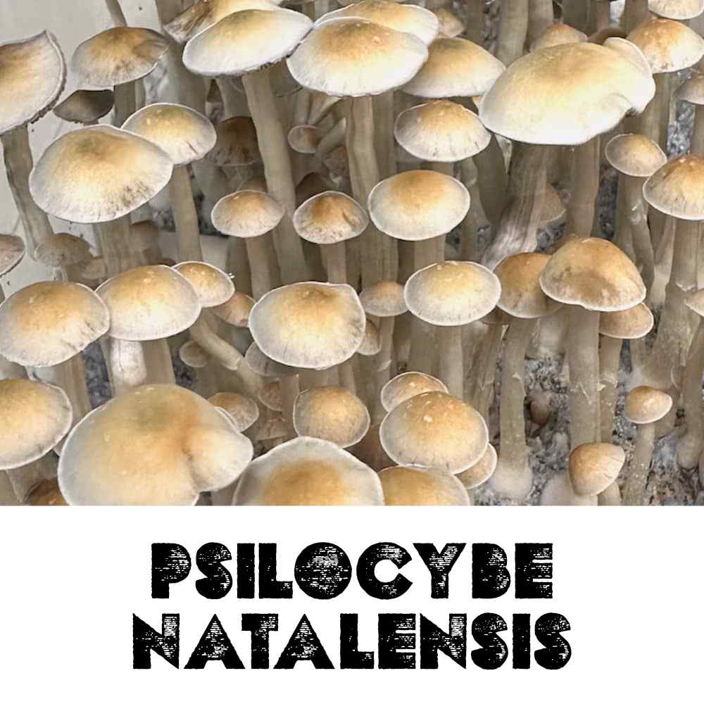 Psilocybe Natalensis Spores - Mycotown