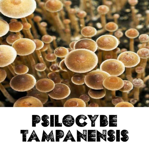 Psilocybe Tampanensis Spores