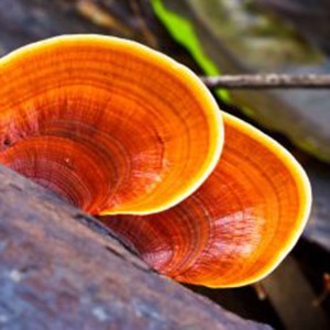 Red Reishi Liquid Culture