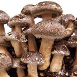 Shiitake Liquid Culture