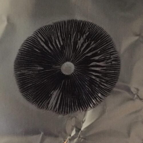 Psilocybe Cubensis Spore Print