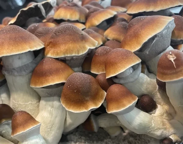 Steel Magnolia Spores