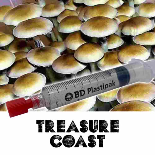Treasure Coast Spores