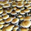 treasure-coast-mushrooms.jpg Treasure Coast Spores