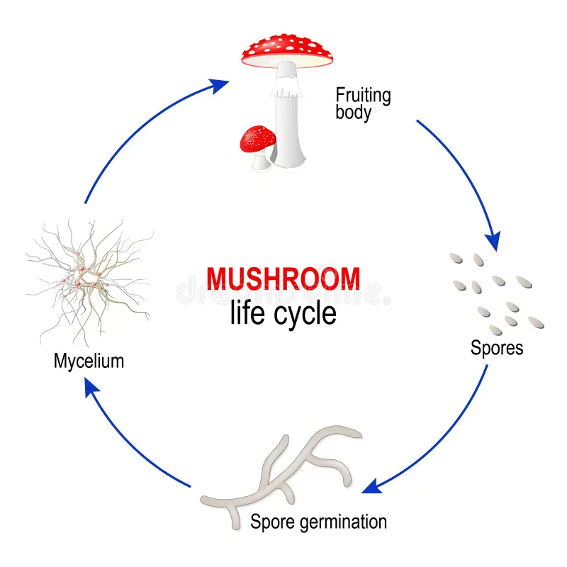 Simplified fungal life cycle
