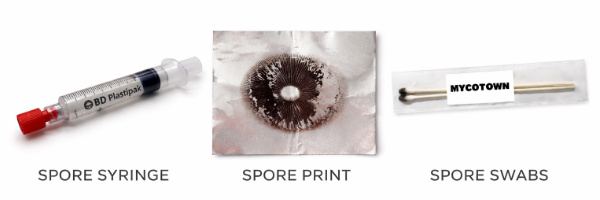 spore syringe vs spore print vs spore swab